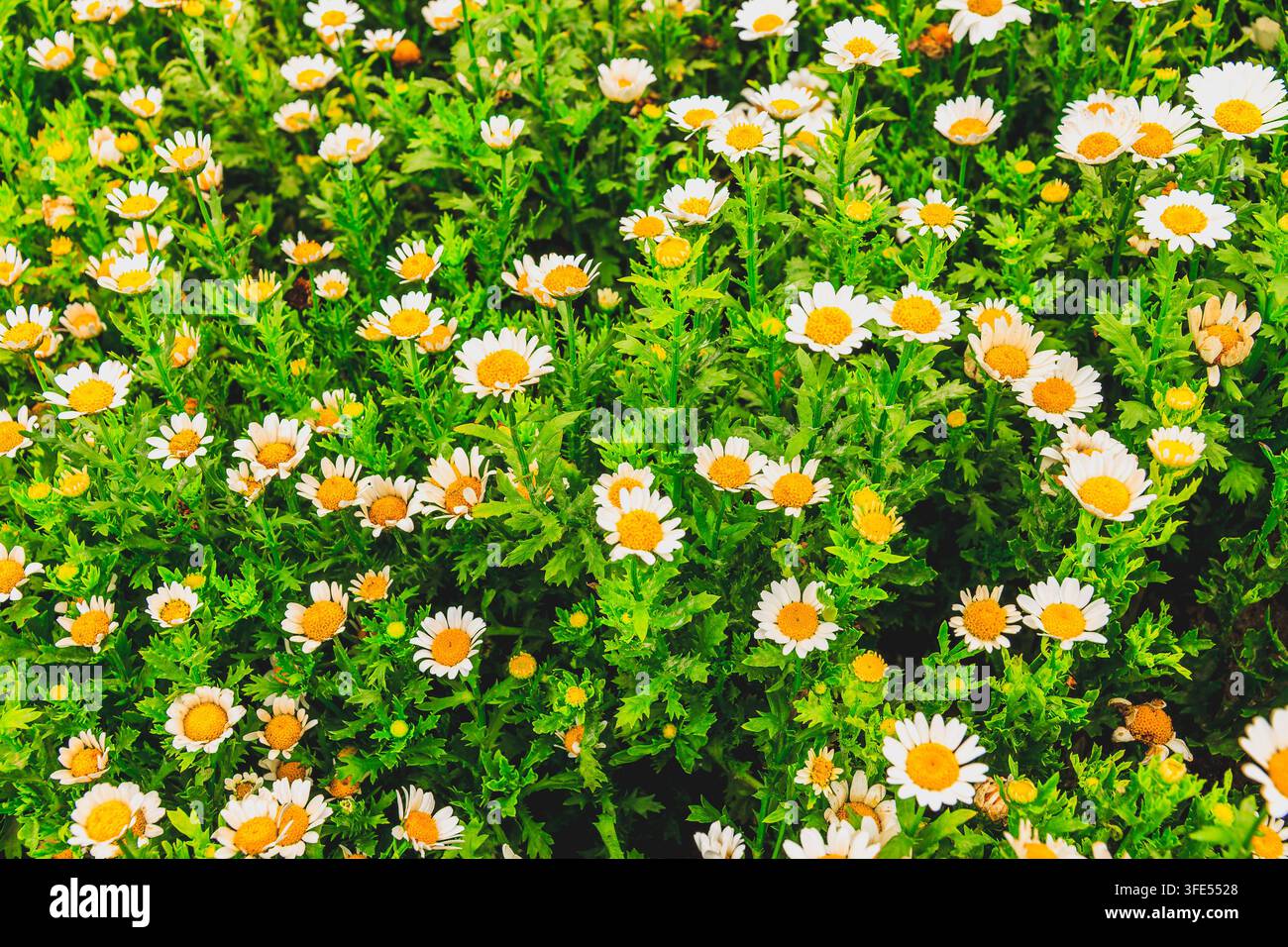 Champ de marguerites blanches en fleurs avec des centres jaunes dans un jardin vert et vibrant Banque D'Images