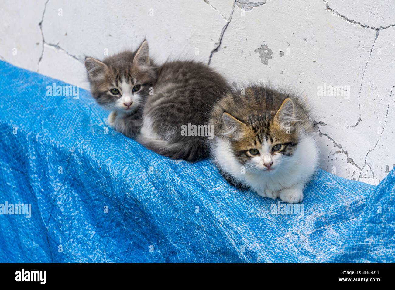 Deux beaux chatons sont assis contre un mur blanc sur une tente bleue et regardent la caméra avec intérêt. Banque D'Images