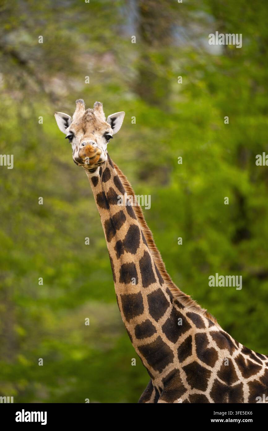 Girafe réticulée regardant la caméra dans la forêt Banque D'Images
