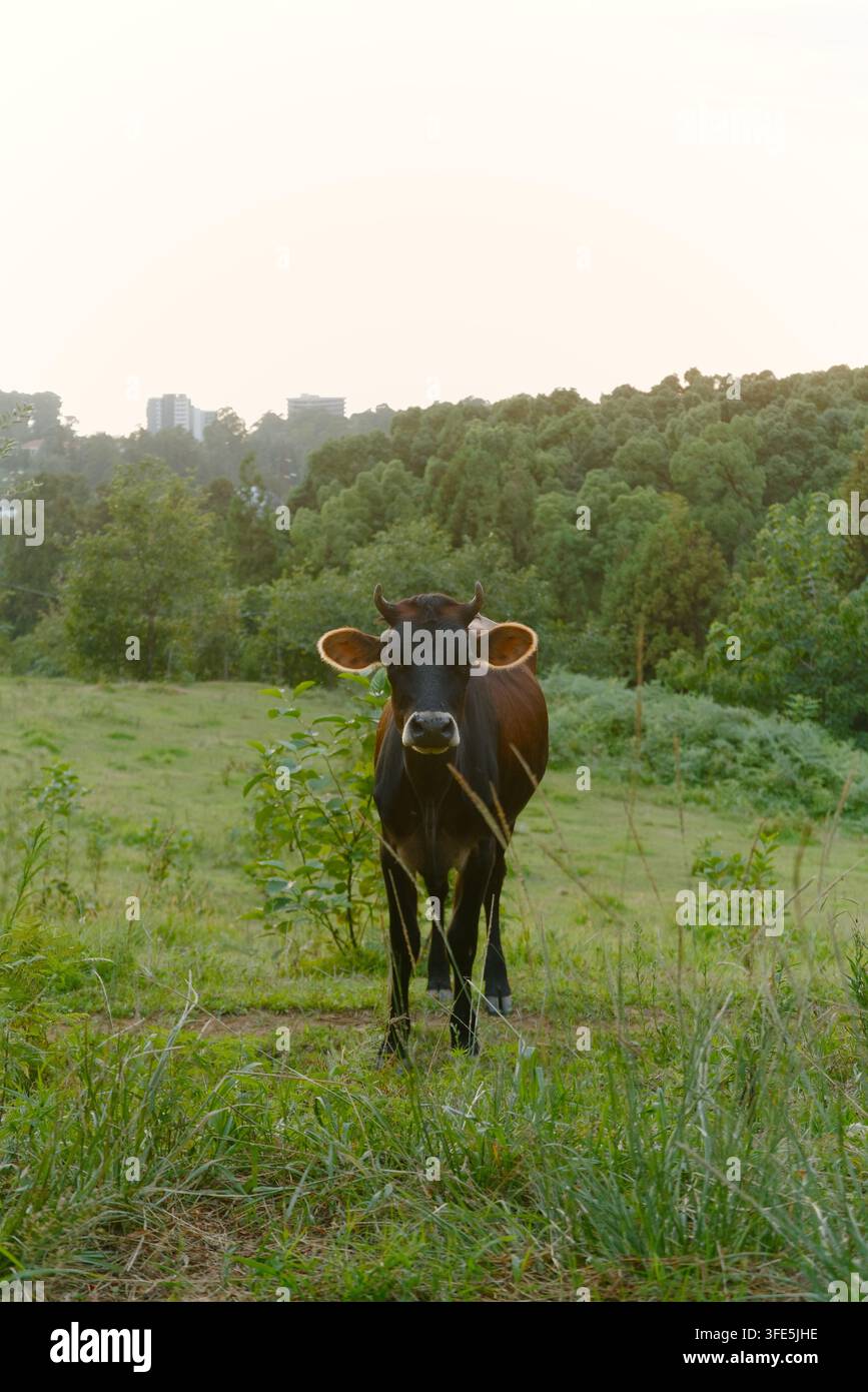 Une vache brune foncé et noire curieuse se tient dans un champ herbeux avec un fond de forêt. Banque D'Images