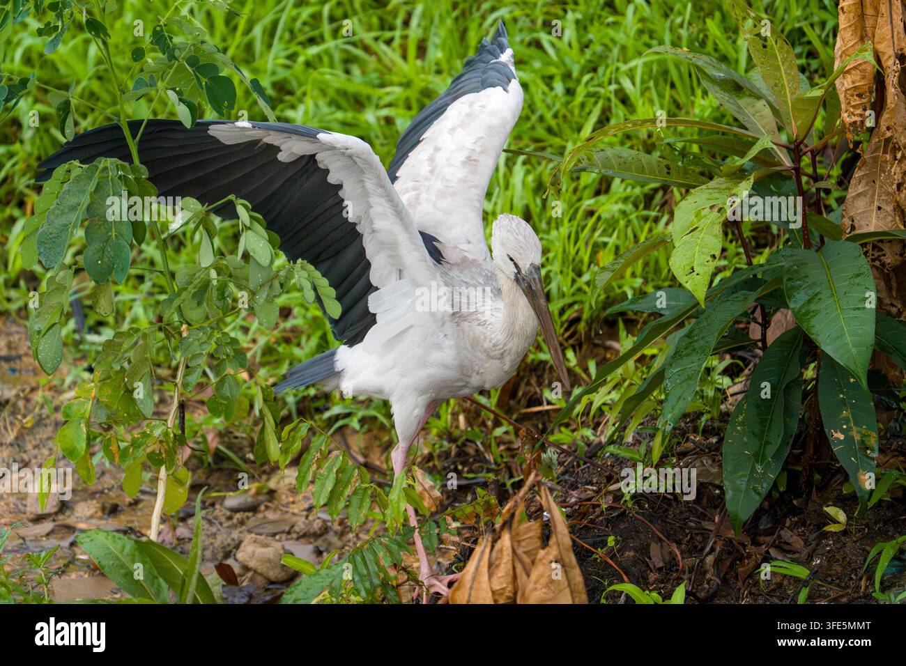 Cygne blanc déploie ses ailes au milieu d'un feuillage vert luxuriant. Les pattes agrippent le sol terreux près de feuilles vibrantes. Oiseau en position, ailes partiellement relevées, prêt à décoller Banque D'Images