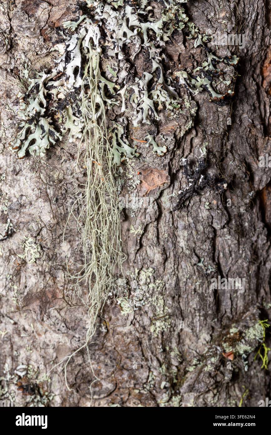 Grossissement de lichen vert pâle et de mousse barbu filamenteuse sur une écorce d'arbre rugueuse Banque D'Images