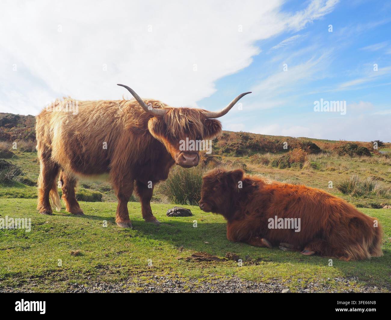 Vache Highland debout dans un champ avec une autre vache se reposant à proximité Banque D'Images