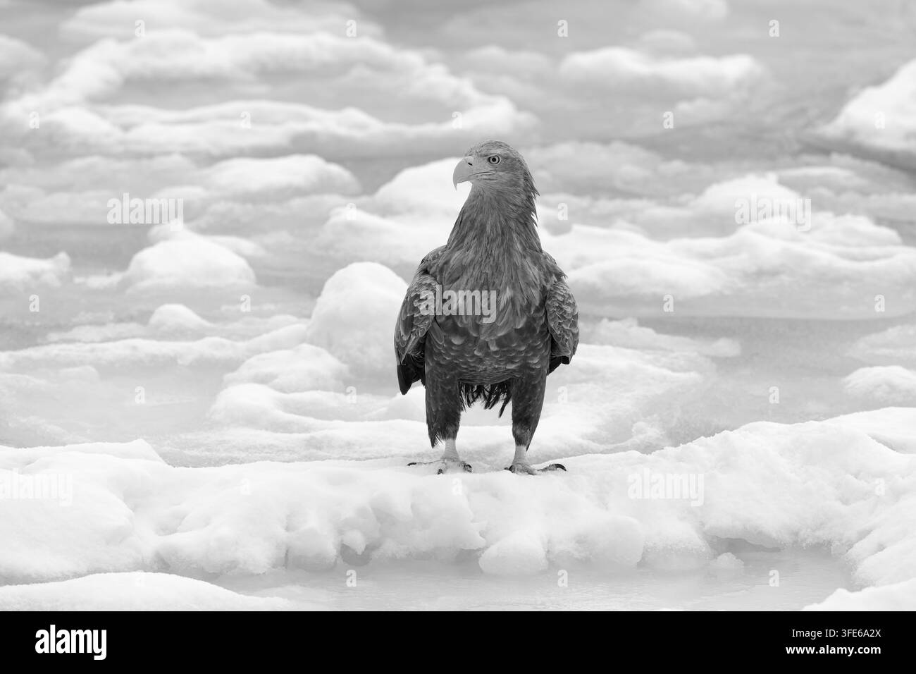 Aigle à tête blanche debout sur la banquise en noir et blanc Banque D'Images
