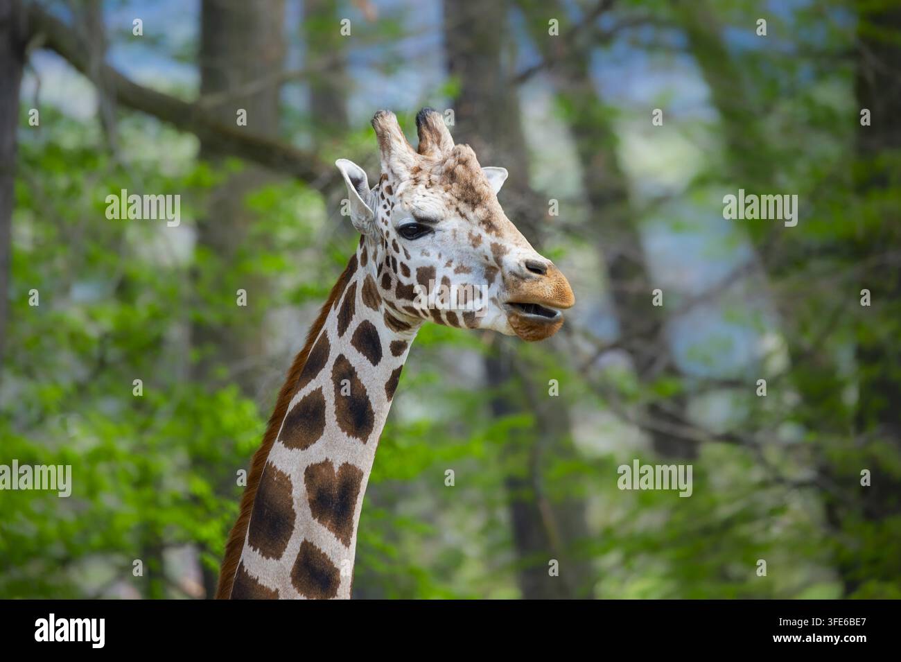 Giraffe réticulée Banque D'Images