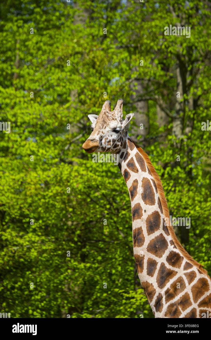 Giraffe réticulée Banque D'Images