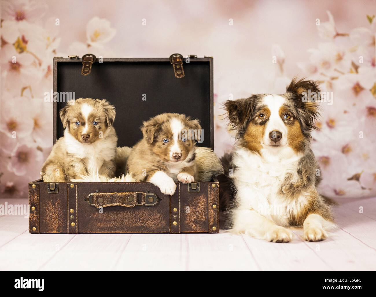 American Shepherd miniature Banque D'Images