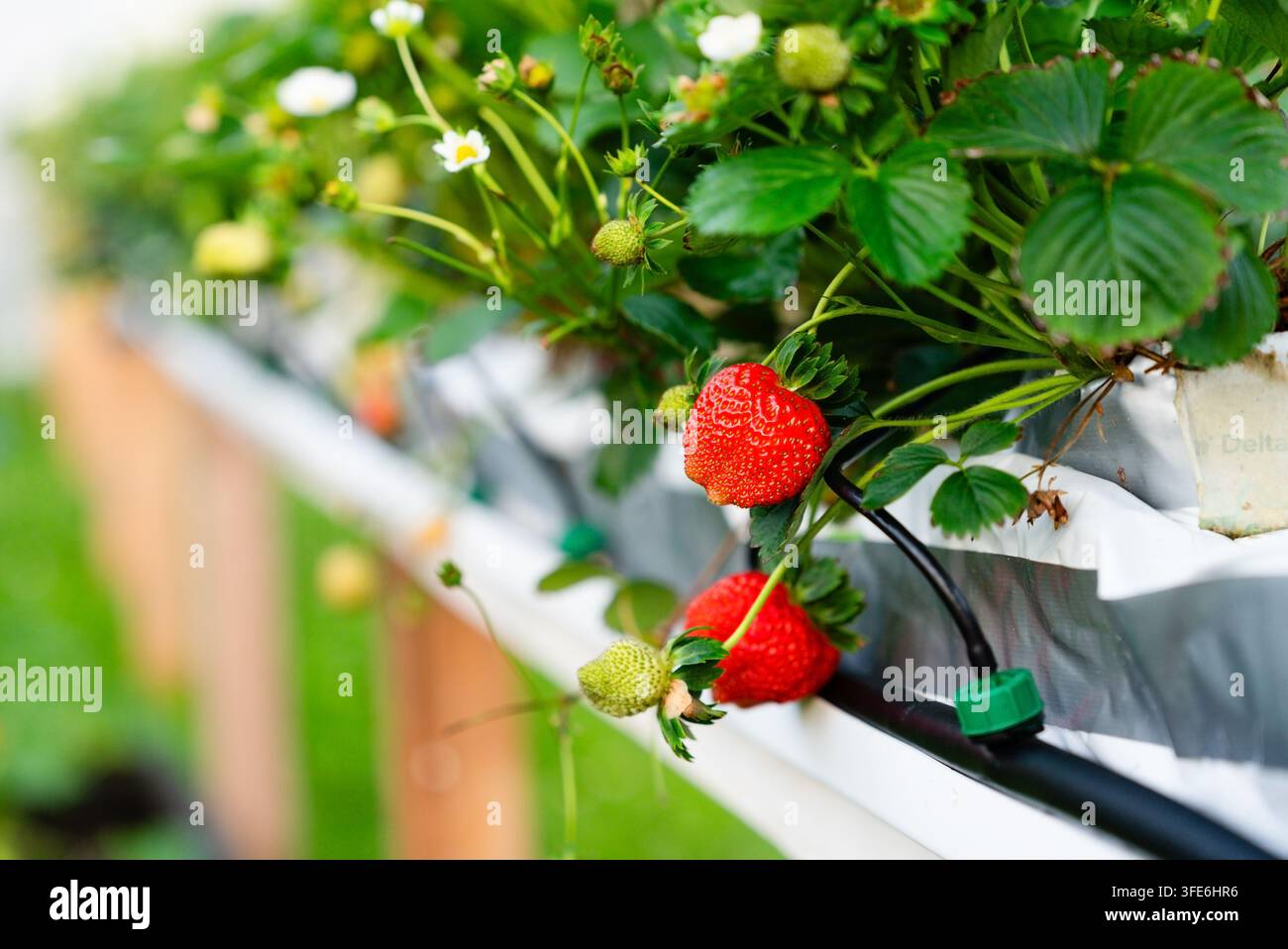 Grossissement d'une plante de fraise saine portant des fruits dans un pot blanc. Un soin détaillé des plantes montre des baies mûrissantes et des fleurs en épanouissement sous une lumière naturelle avec un fond flou serein. Banque D'Images