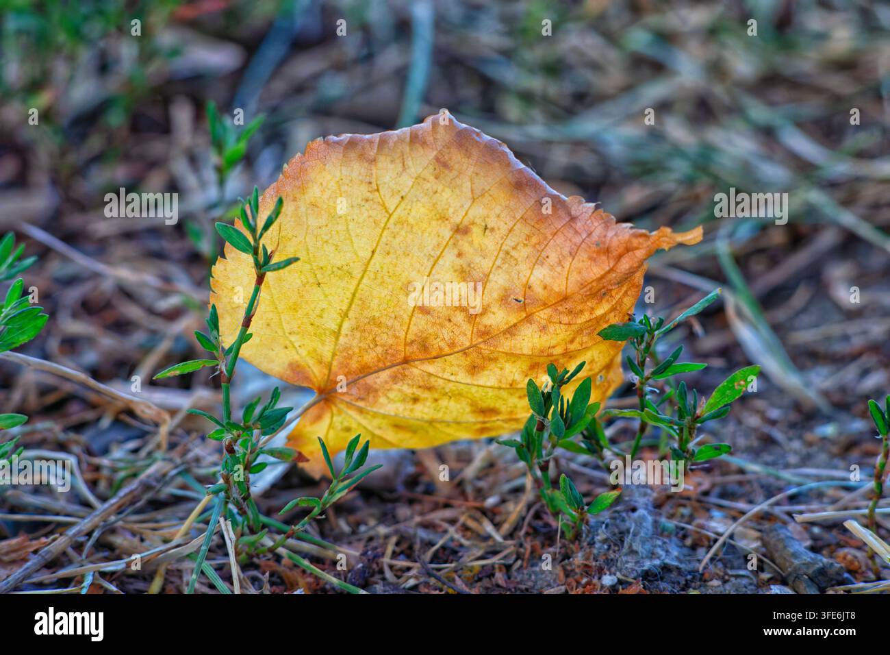 Feuille jaune dans le vent dans l'herbe macro paysage naturel Banque D'Images