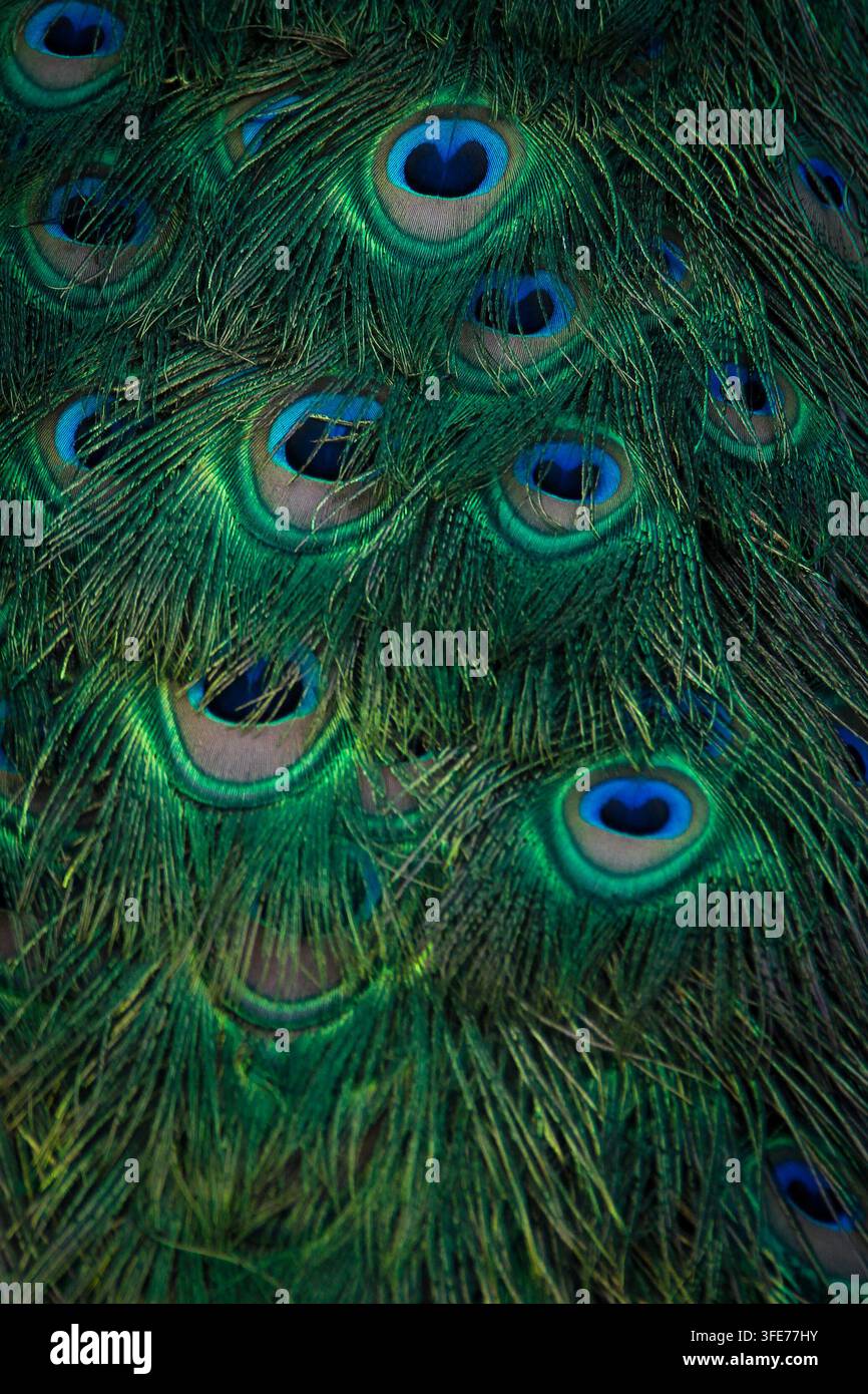 Close-up of peacock Banque D'Images