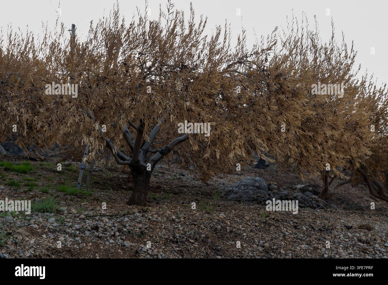 Des arbres secs avec un feuillage brun dense se dressent sur une colline rocheuse sous un ciel nuageux. Banque D'Images