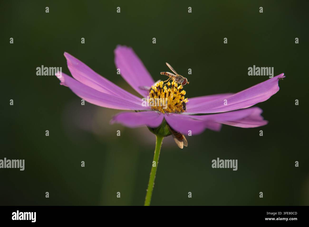 Vue d'une fleur de cosmos rose avec une mouche volante posée sur son centre jaune, capturée dans un cadre de jardin à Multan, Punjab, Pakistan. Banque D'Images