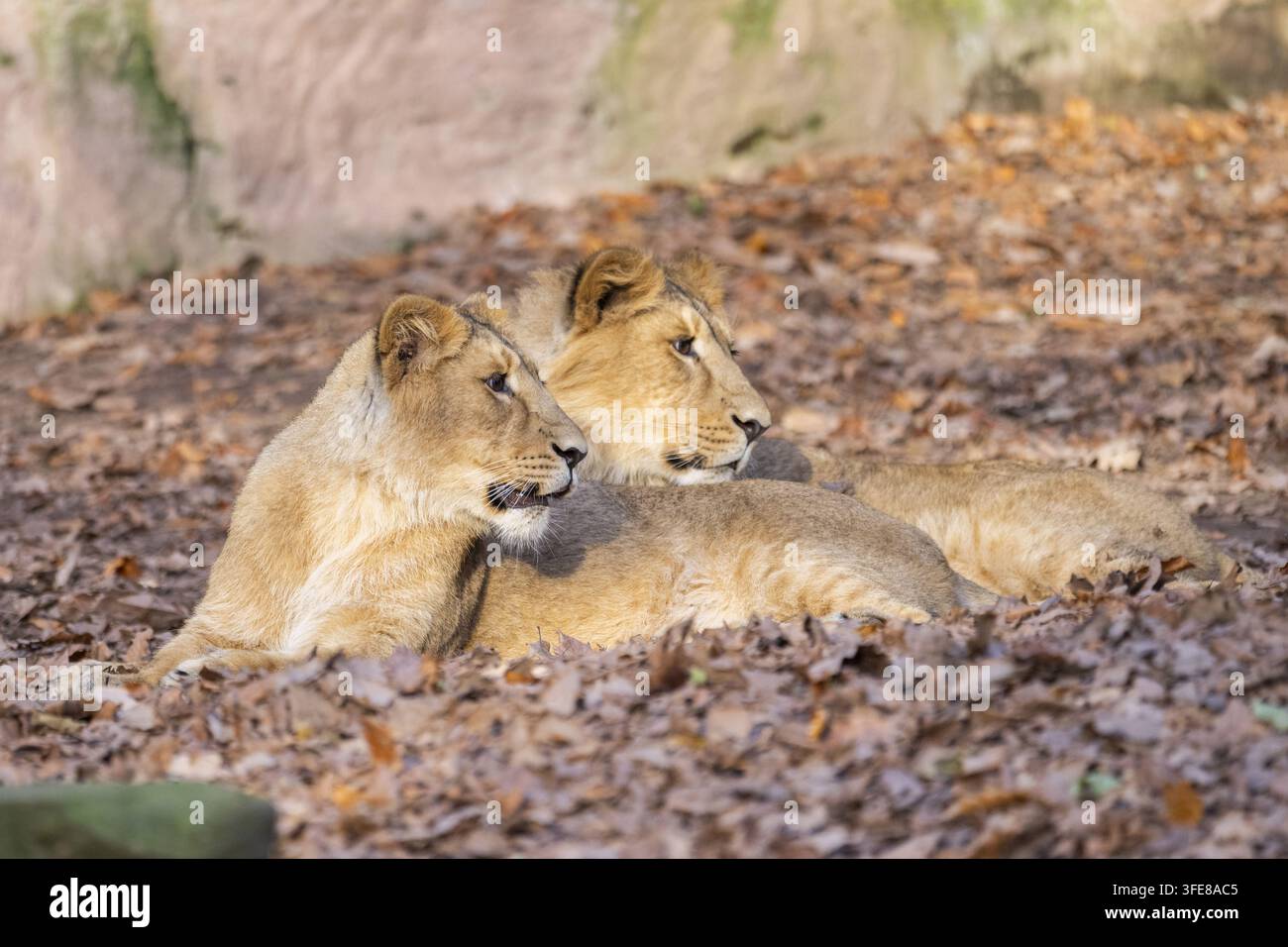 Lion asiatique Banque D'Images