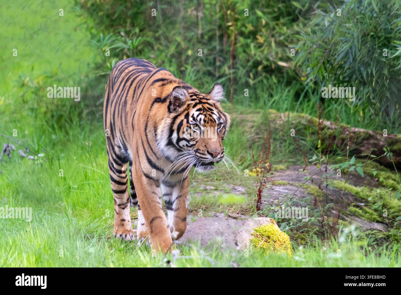 Un tigre en train de rôder Banque D'Images