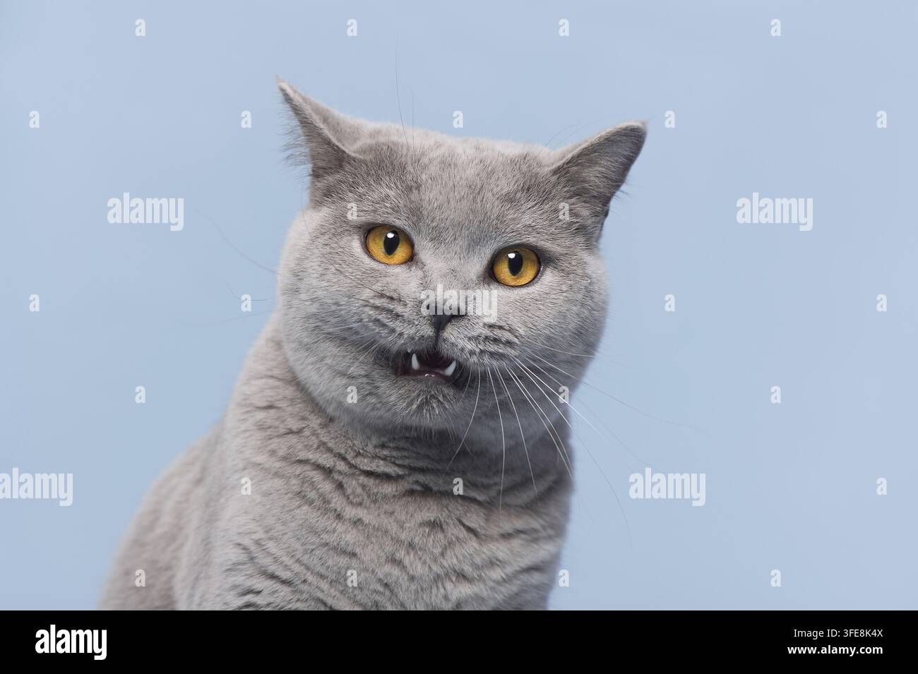 Chat British Shorthair avec la bouche ouverte Banque D'Images