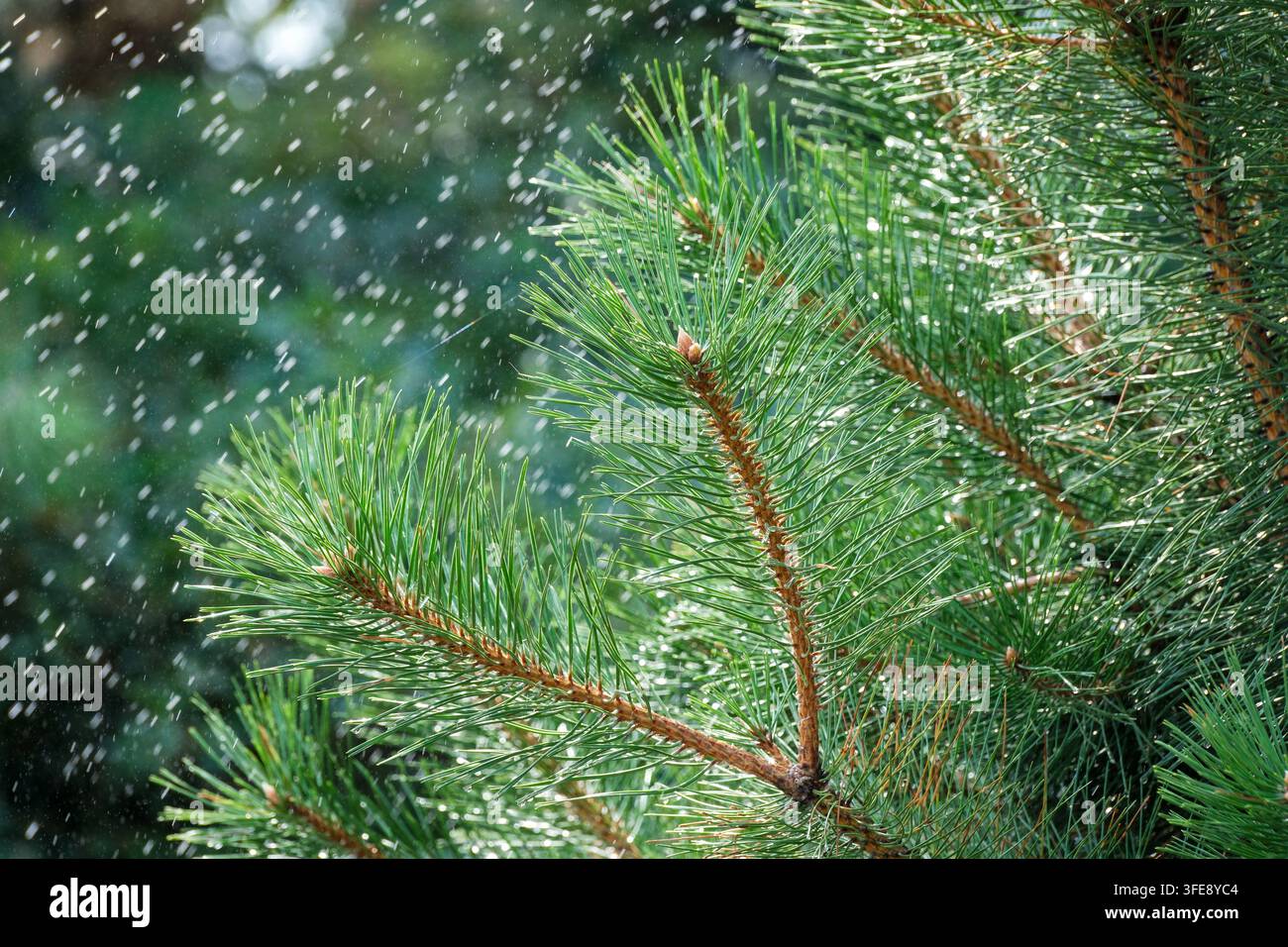 Une prise de vue rapprochée détaillée capture des branches de pin vert vif avec de longues aiguilles sous une lumière naturelle éclatante. Une fine brume d'eau étincelante dégou Banque D'Images