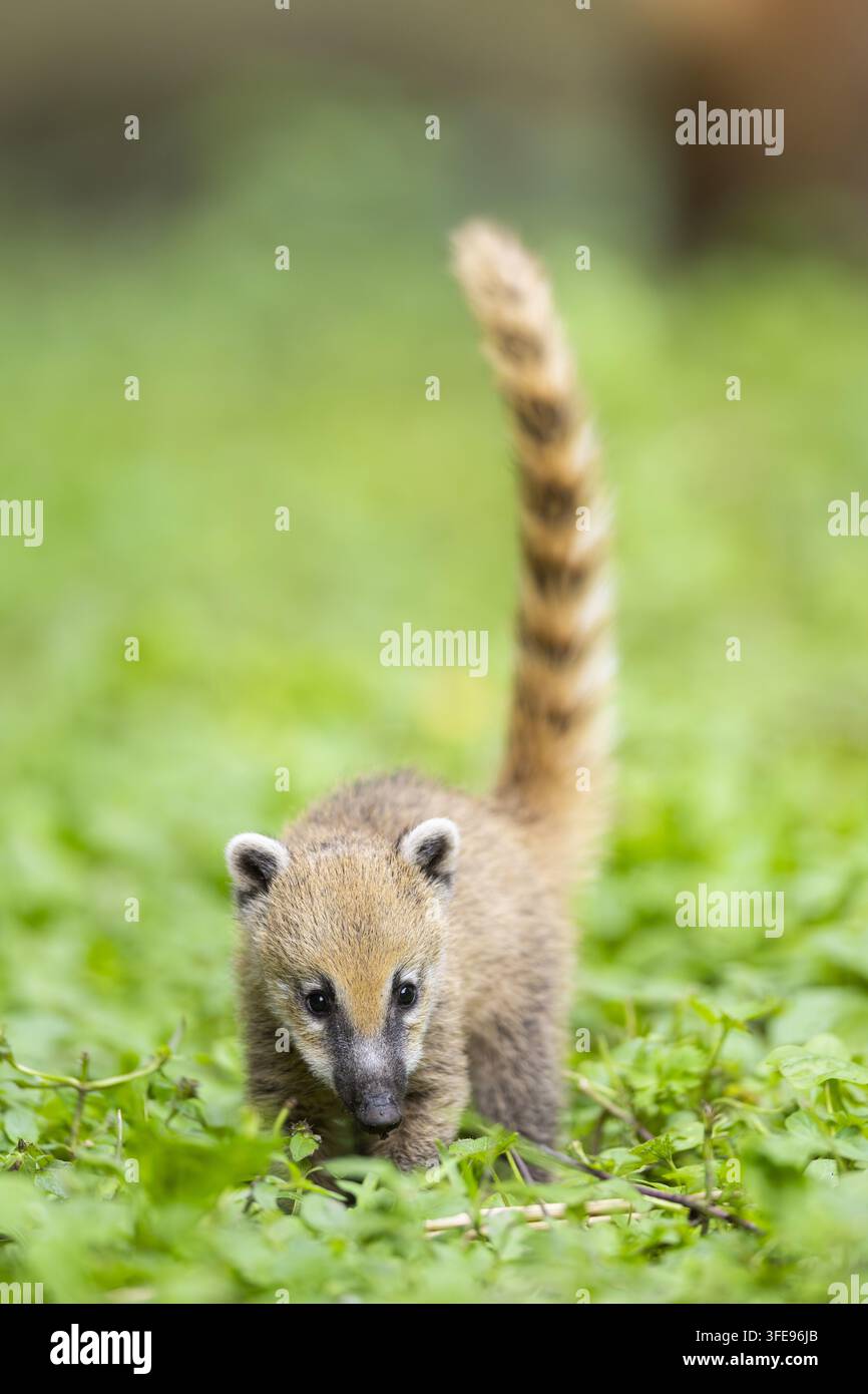 South American coati Banque D'Images