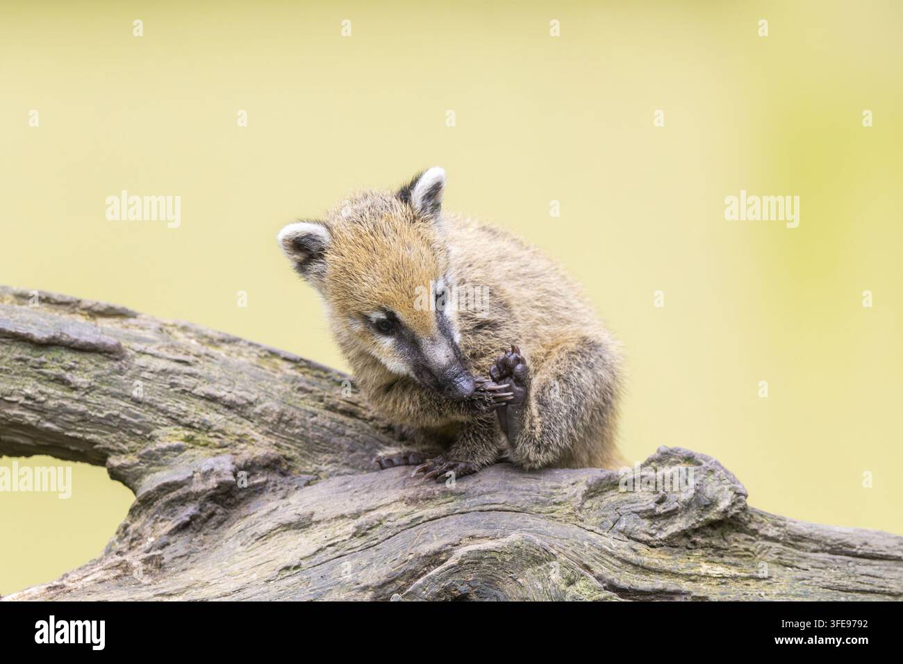 South American coati Banque D'Images