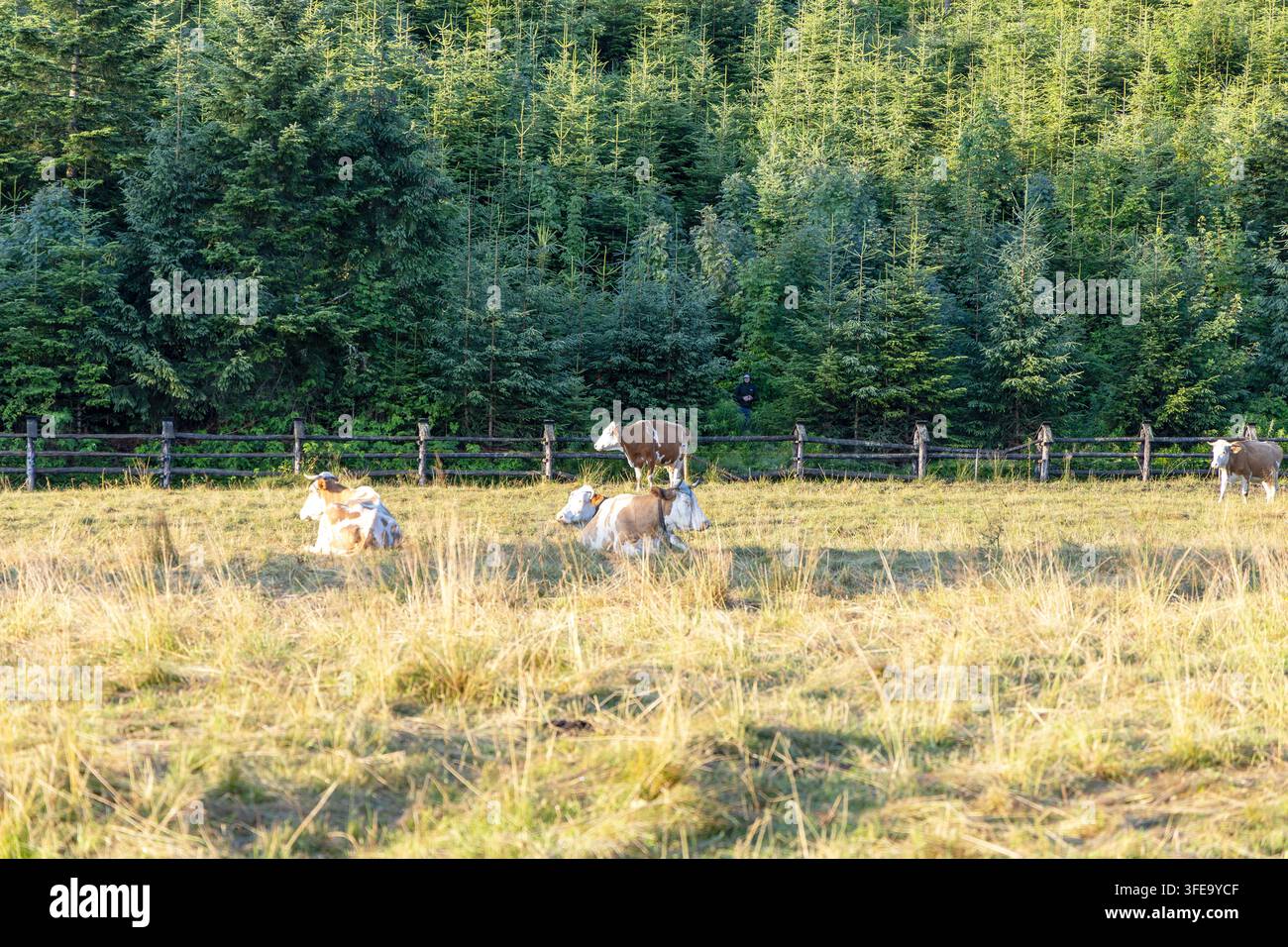 Petit troupeau de vaches laitières se relaxant et broutant dans un champ doré baigné de soleil devant une clôture de forêt de pins. Banque D'Images