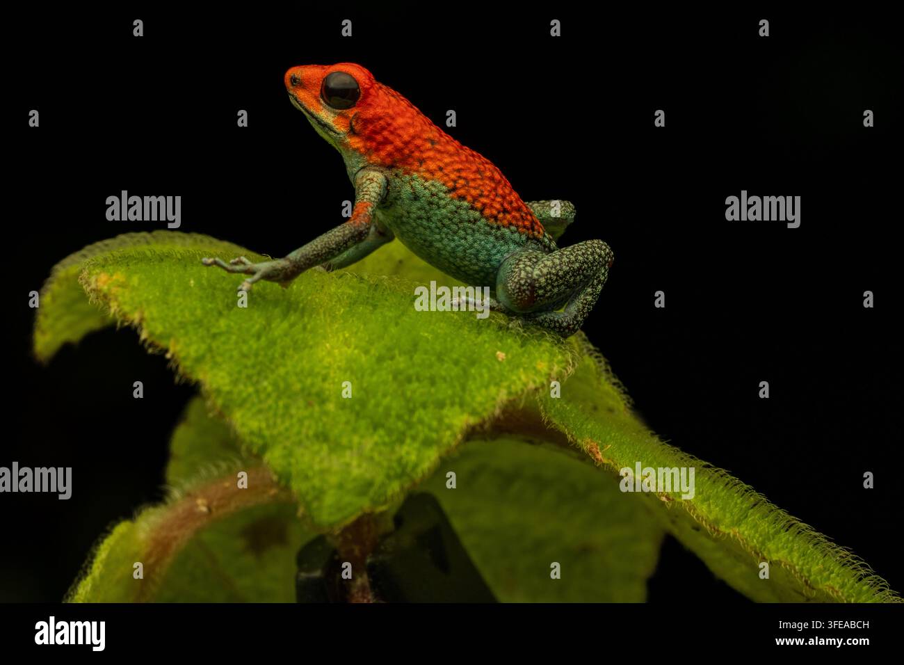 Le Grenouille venimeuse granuleuse est un bel amphibien (Oophaga granulifera) qu'il faut manipuler avec précaution Banque D'Images