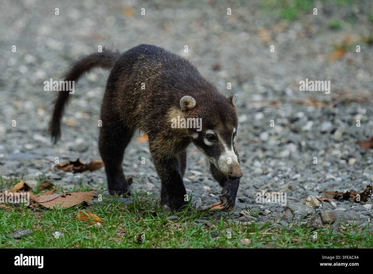 Les coatis (Nasua nasua) serpenteillent à travers un champ dans les forêts tropicales du Costa Rica Banque D'Images