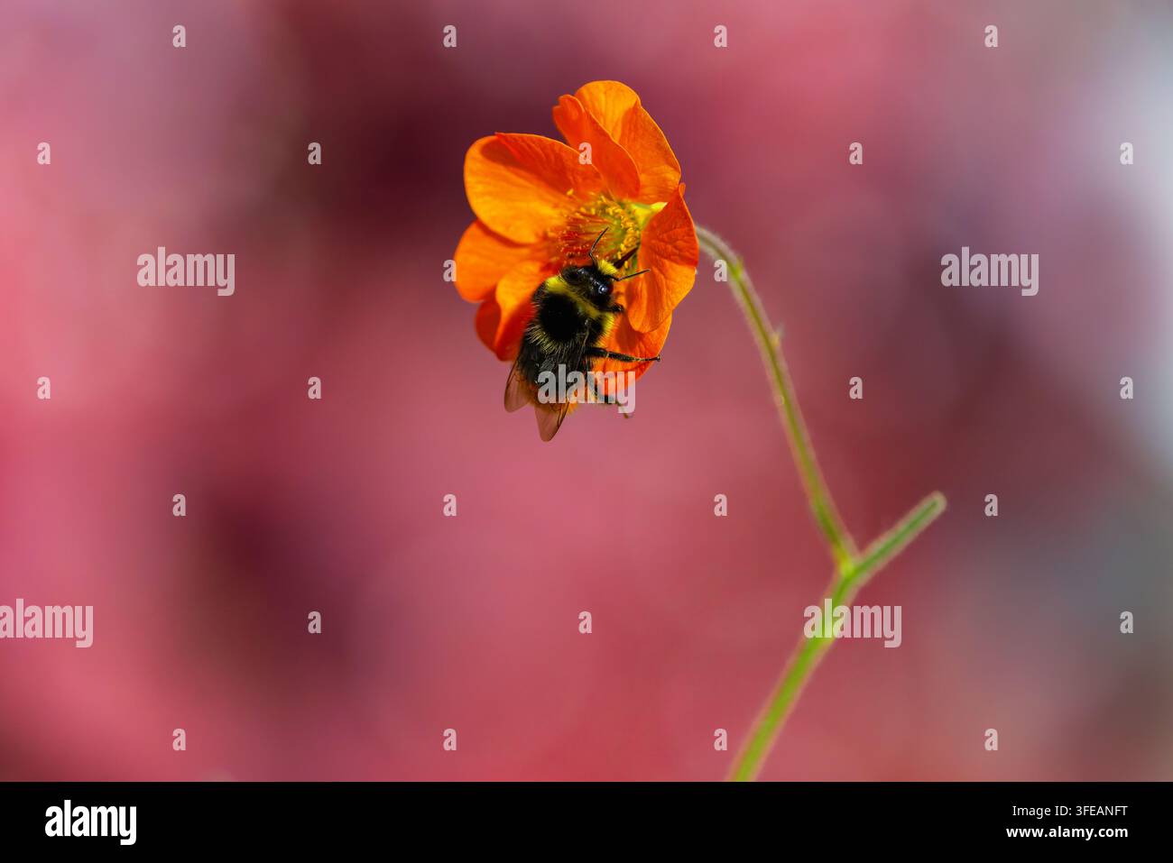 Abeille sur fleur orange "Geum" "Totally Tangerine" avec fleur isolée sur fond rose flou. Irlande Banque D'Images