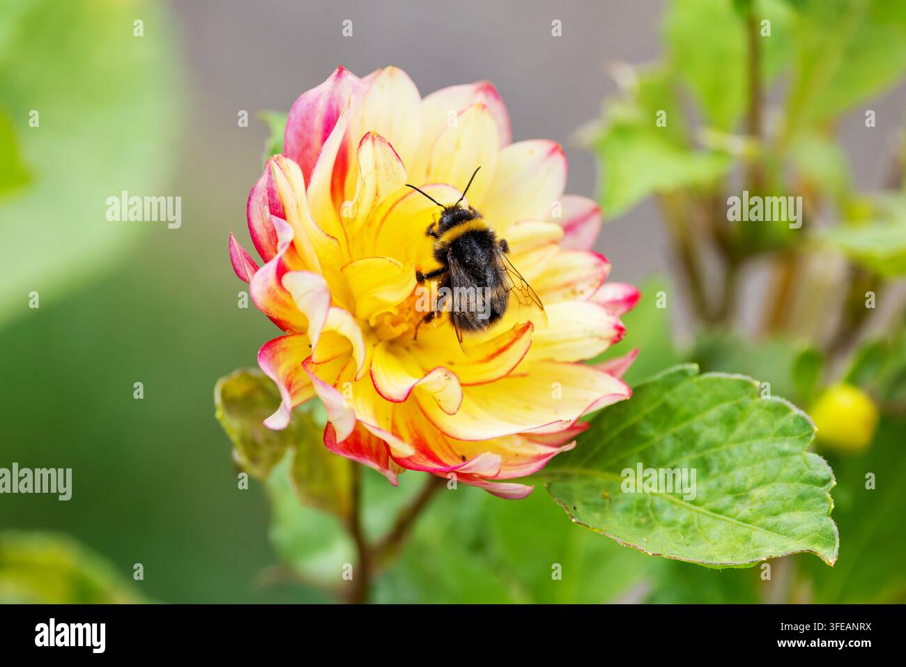 Abeille sur une fleur de dahlia aux pétales jaunes et roses collectant du pollen dans un jardin d'été. Irlande Banque D'Images