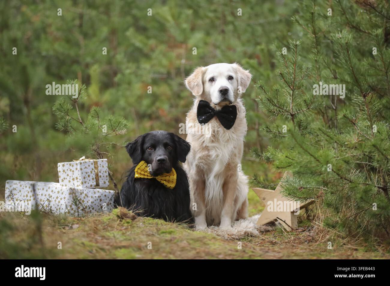 Golden Retriever Banque D'Images