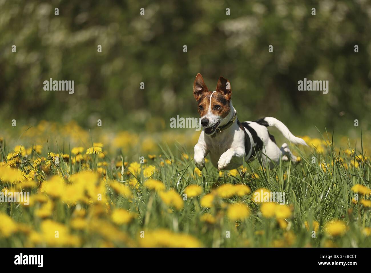 Jack Russell Terrier Banque D'Images