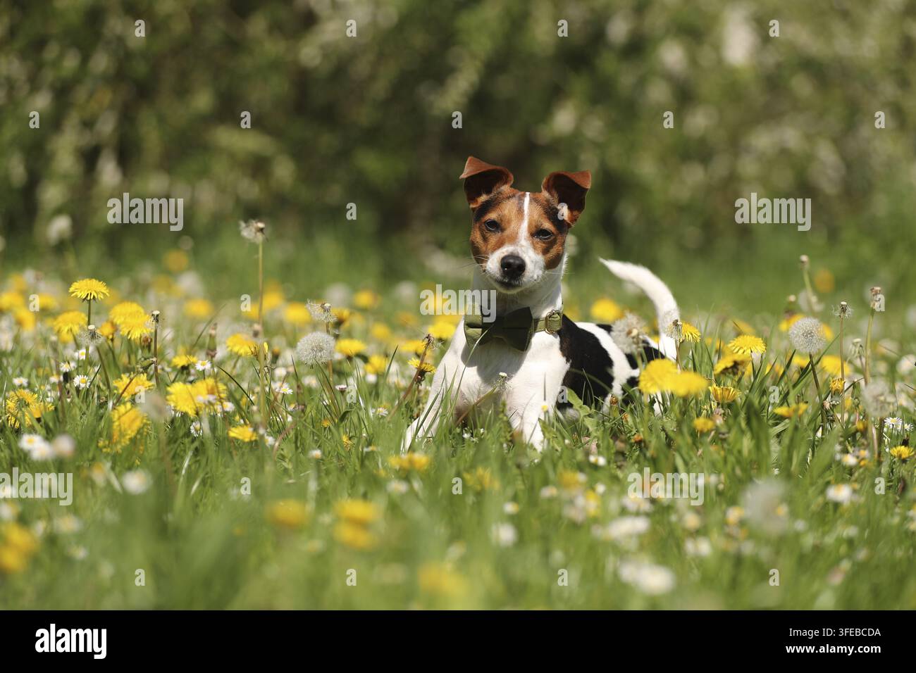 Jack Russell Terrier Banque D'Images
