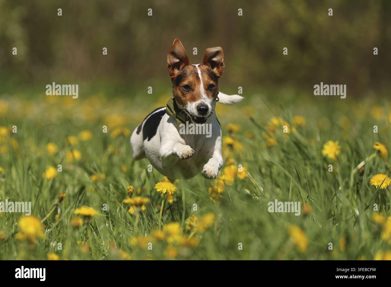 Jack Russell Terrier Banque D'Images