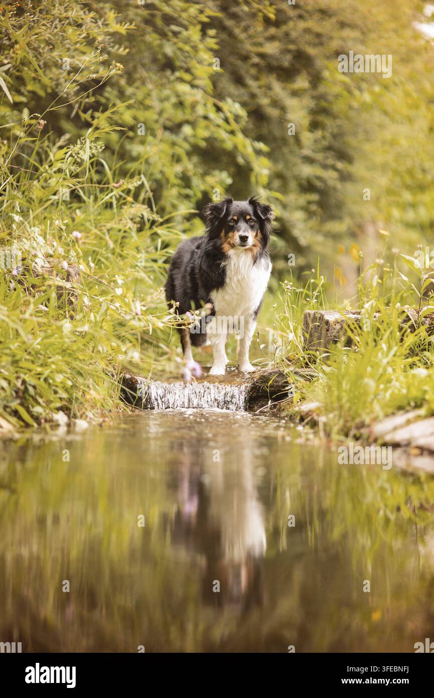 American Shepherd miniature Banque D'Images