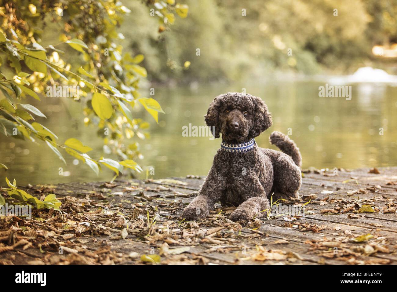 Labradoodle Banque D'Images