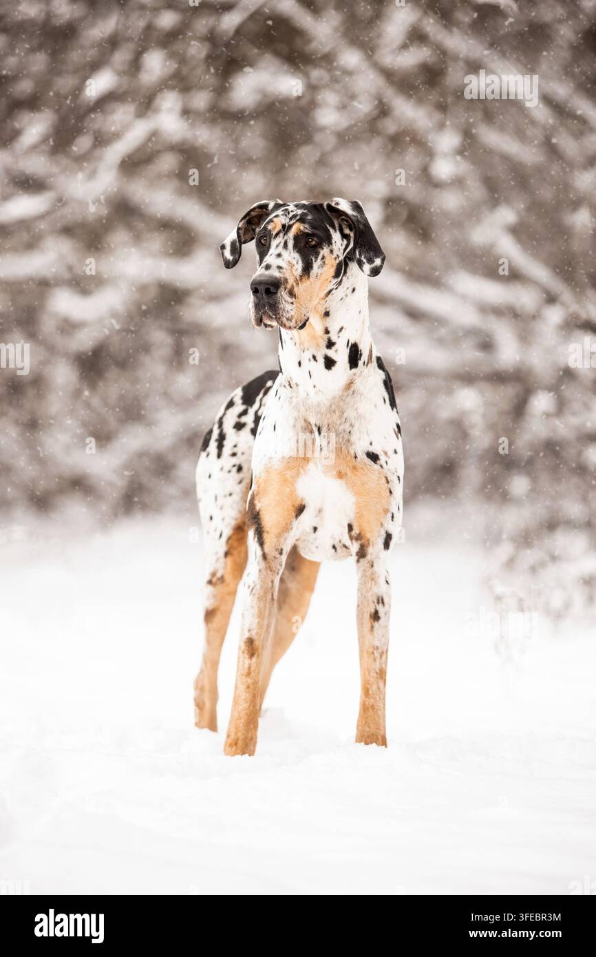 Grand Danois debout dans la neige qui tombe Banque D'Images