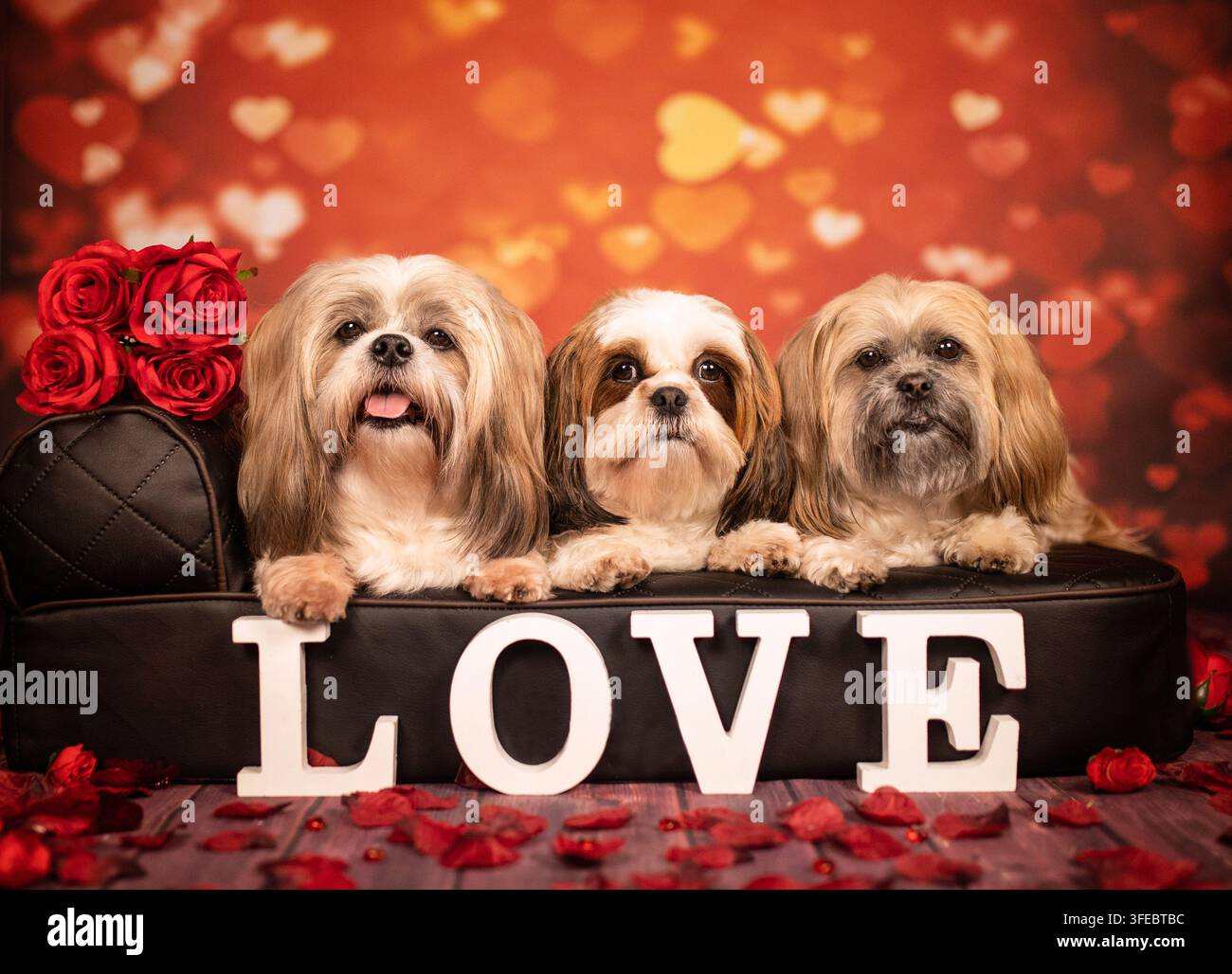 Trois chiens Shih Tzu derrière un panneau LOVE Banque D'Images