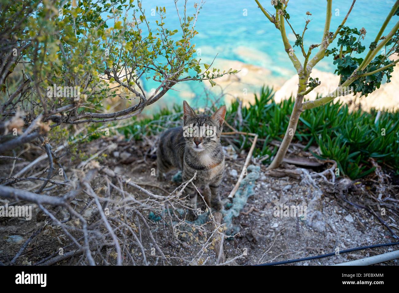 Chat tabby parmi les broussailles côtières Banque D'Images