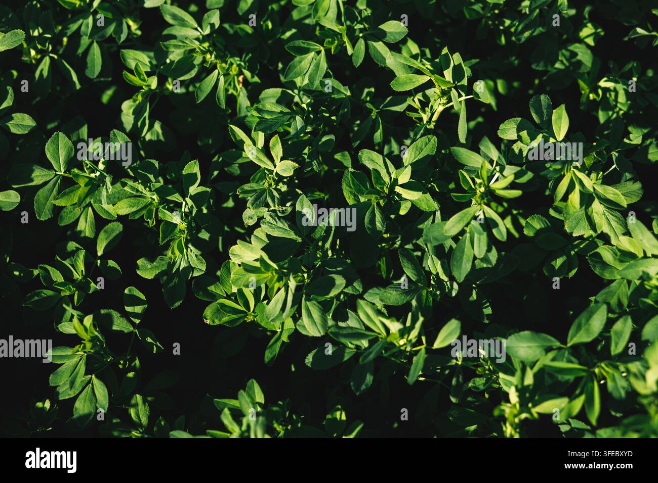 Des feuilles d'alfalfa vertes et fraîches poussent densément au soleil. Arrière-plan d'un champ agricole et concept de culture de fourrage. Banque D'Images