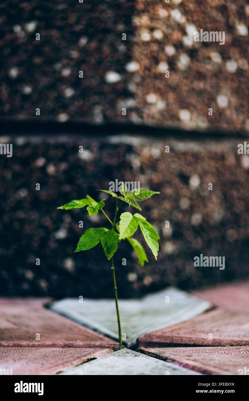Petite plante verte poussant à travers une fissure dans le pavé en béton. Concept d'espoir, de résilience et de survie de la nature urbaine. Banque D'Images