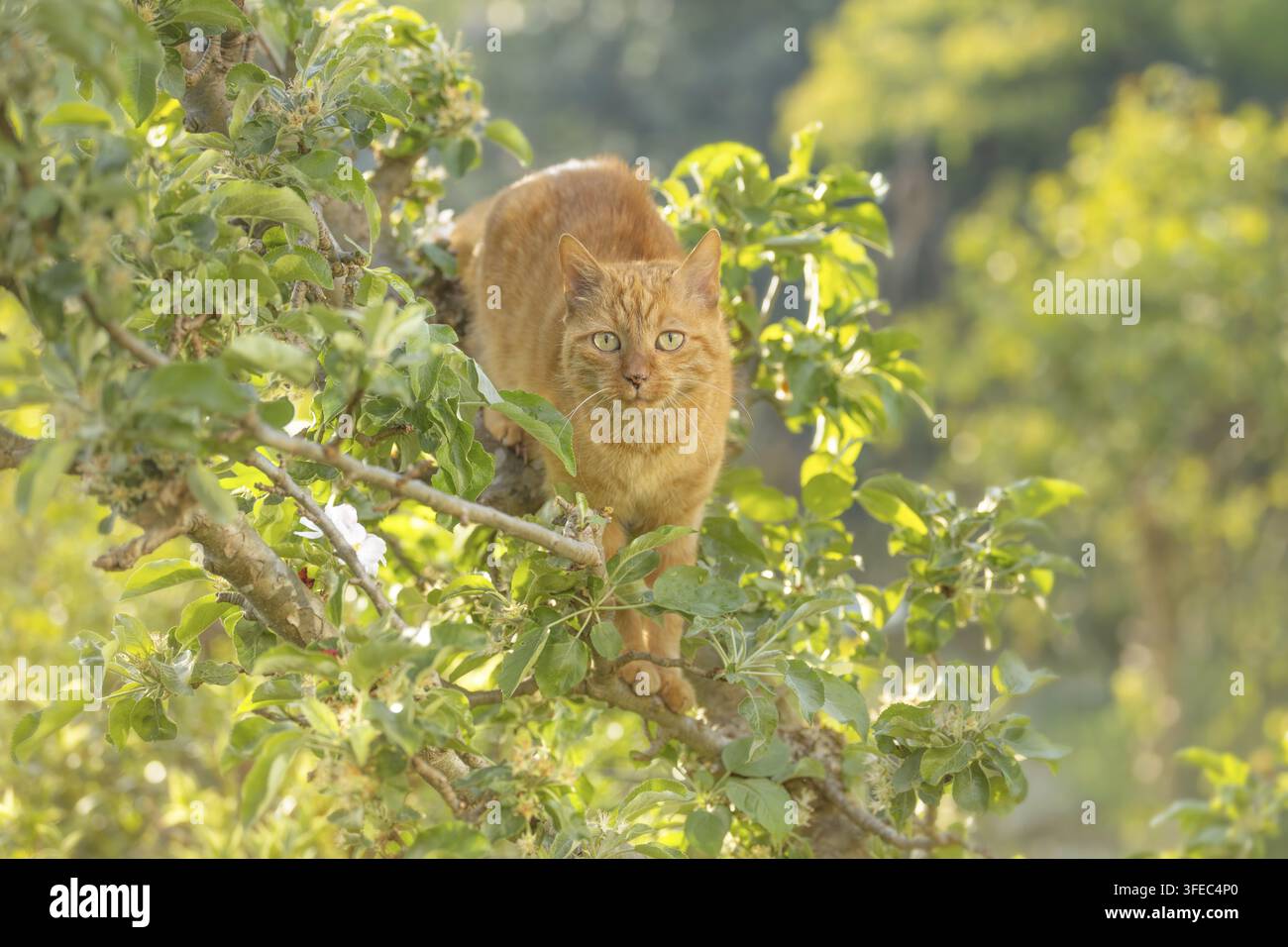 Chat domestique dans un arbre en fleurs Banque D'Images