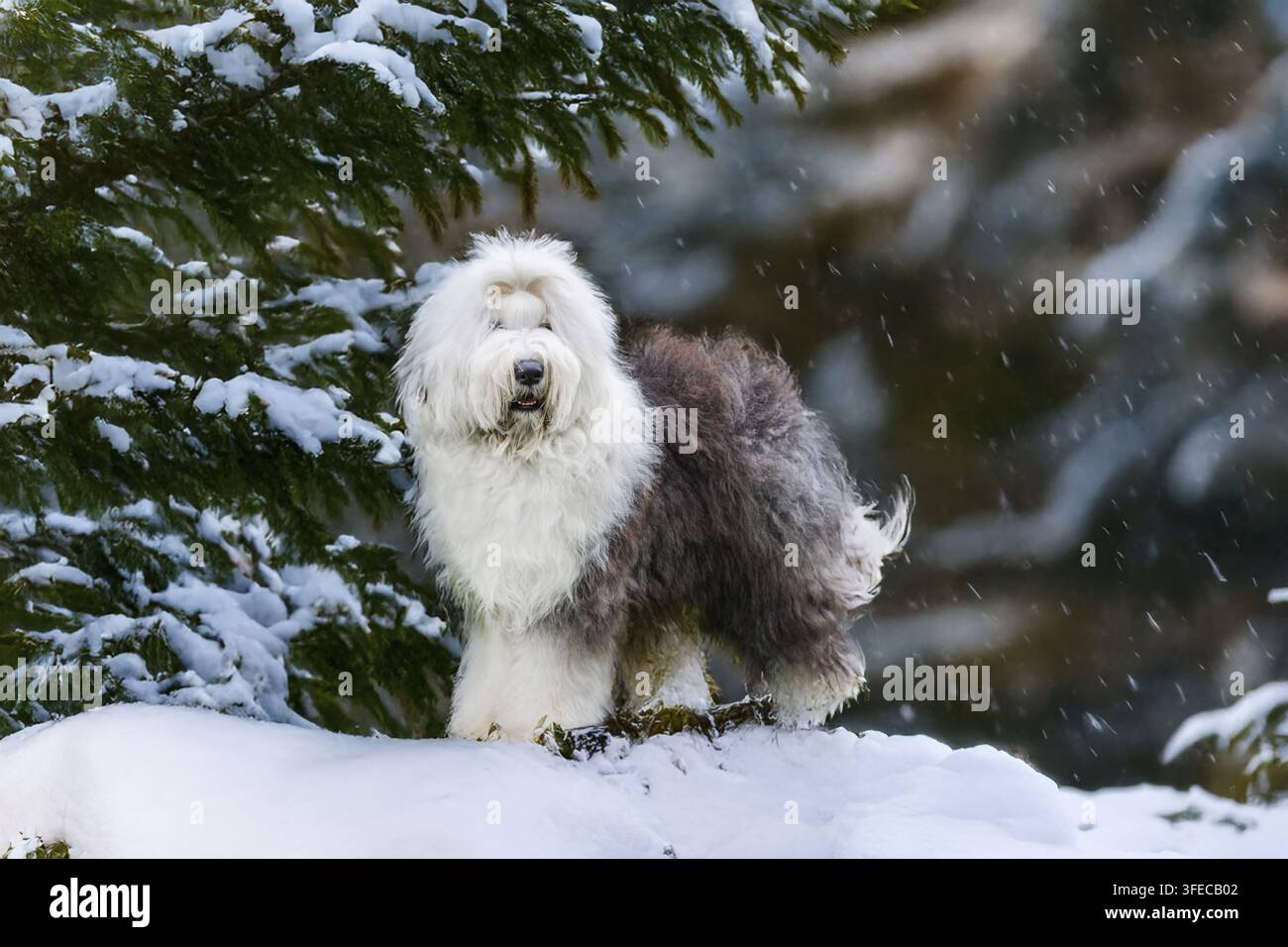 Old English Sheepdog Banque D'Images
