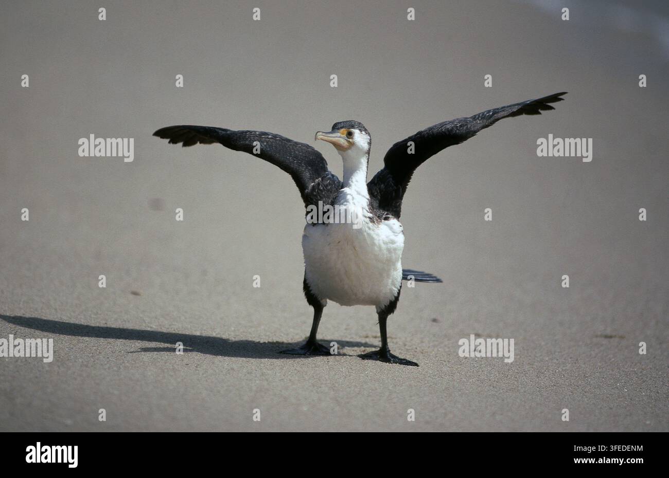 Un cormoran à pieds pieds (Phalacrocorax varius) les ailes déployées à Trigg Beach, en Australie occidentale. Banque D'Images