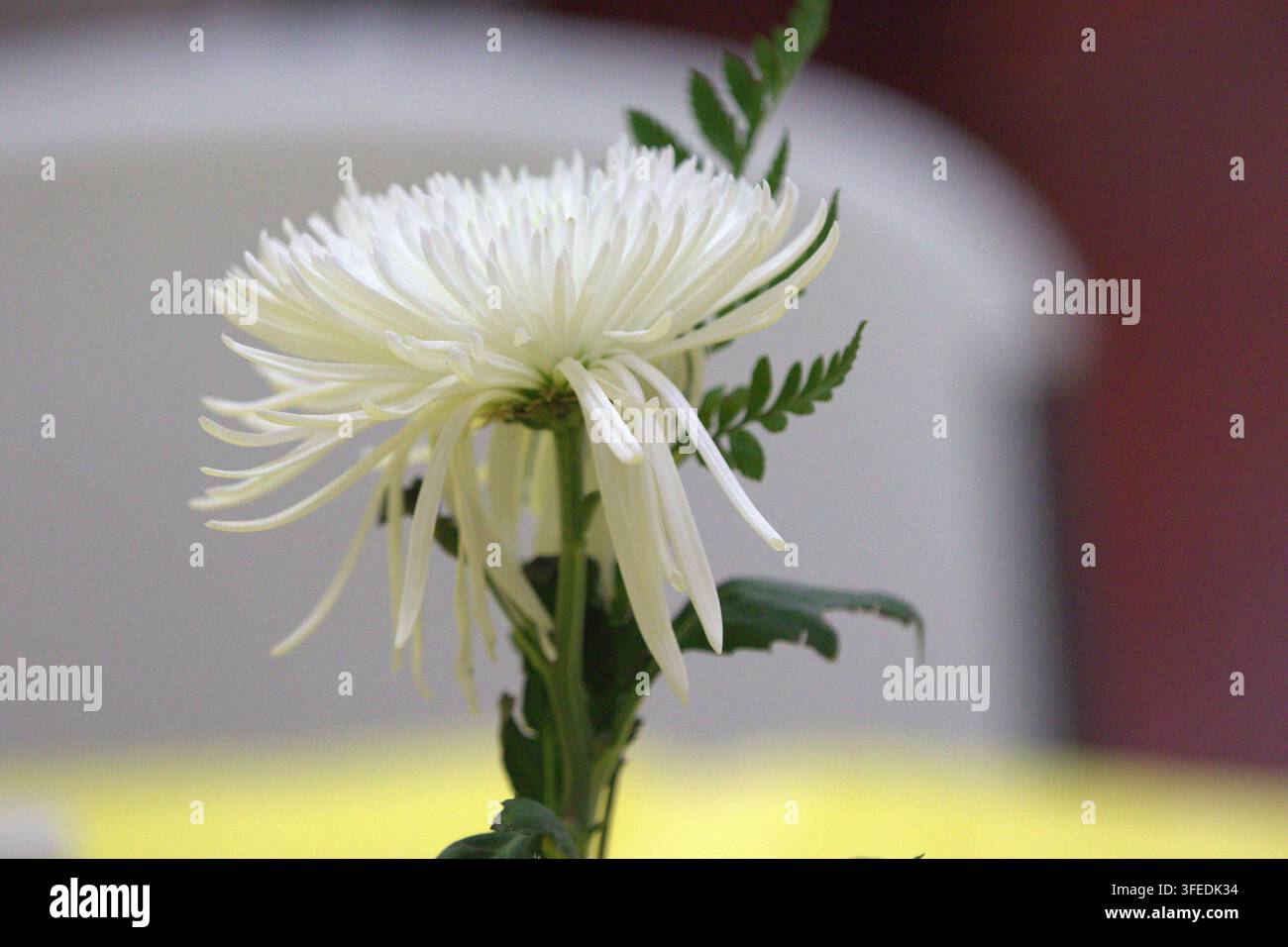 Close-up d'une élégante fleur de chrysanthème blanc en forme d'araignée associée à des frondes de fougère verte sur un fond doucement flou. Banque D'Images