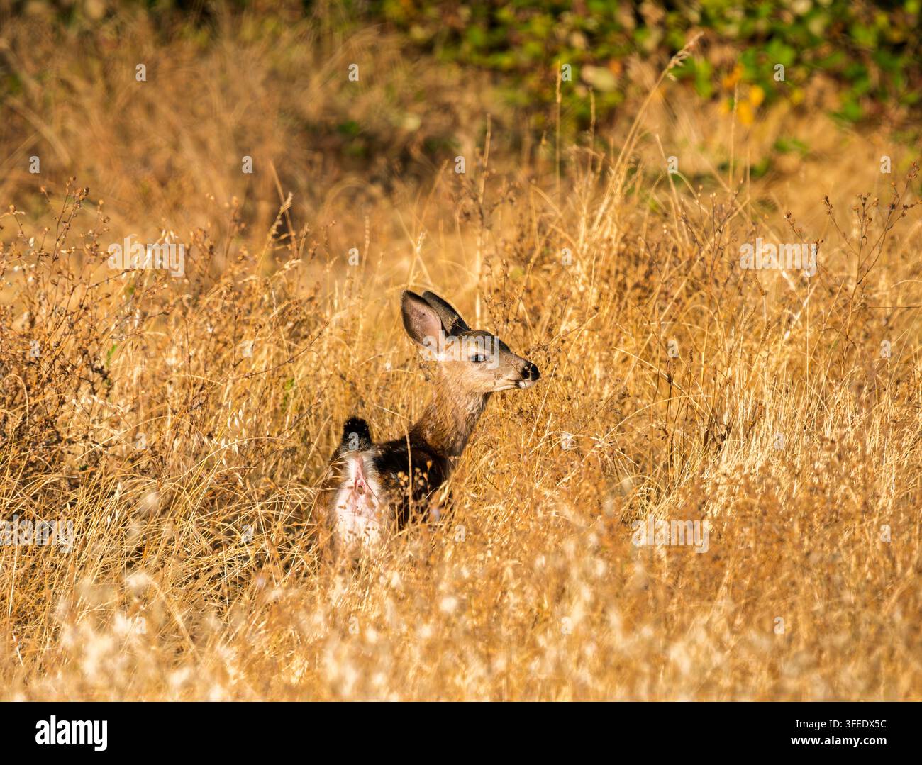 Cerf à queue noire dans l'herbe sèche dorée Banque D'Images