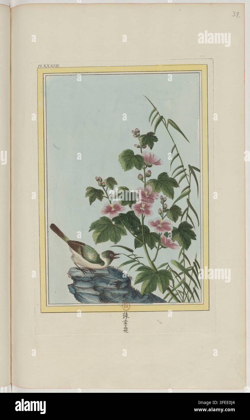 Une illustration botanique tirée de "Collection précieuse et enluminée des fleurs les plus belles et les plus curieuses", une publication de 1776. Banque D'Images