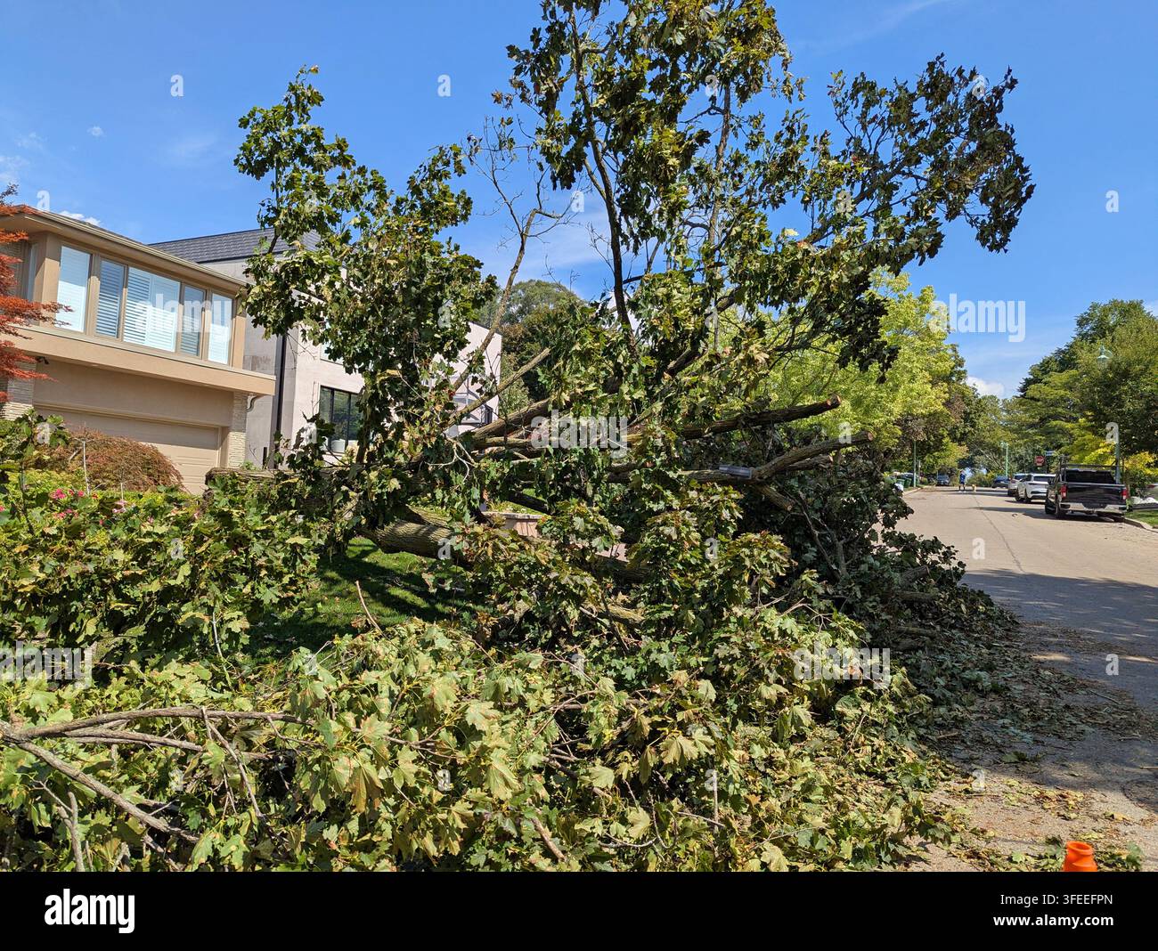 Arbre brisé suite à une violente tempête Banque D'Images