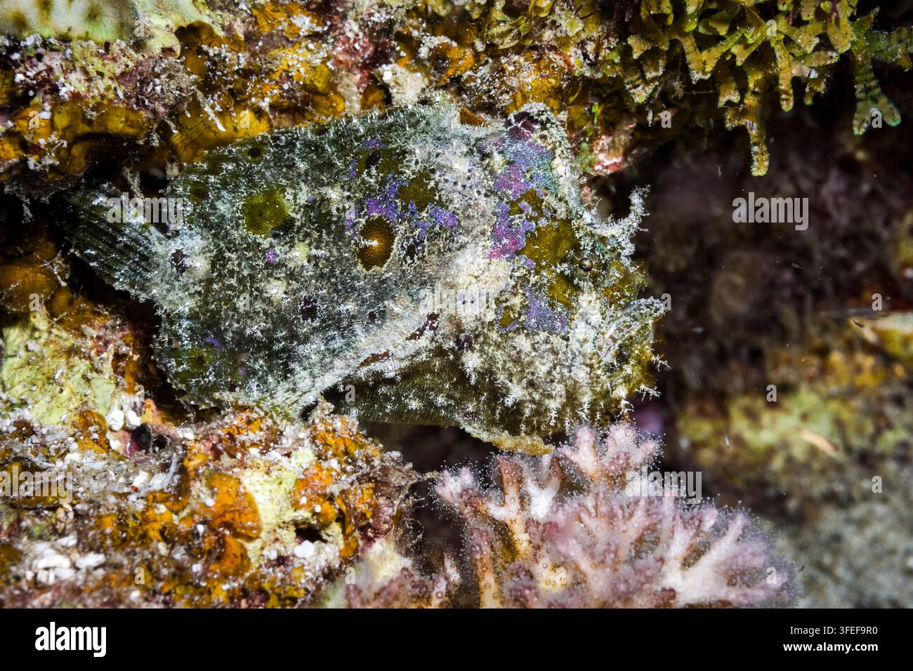 poisson grenouille tacheté, Antennatus coccineus, baie de Sogod, Southern Leyte, Philippines, mer de Mindanao, océan Pacifique Banque D'Images