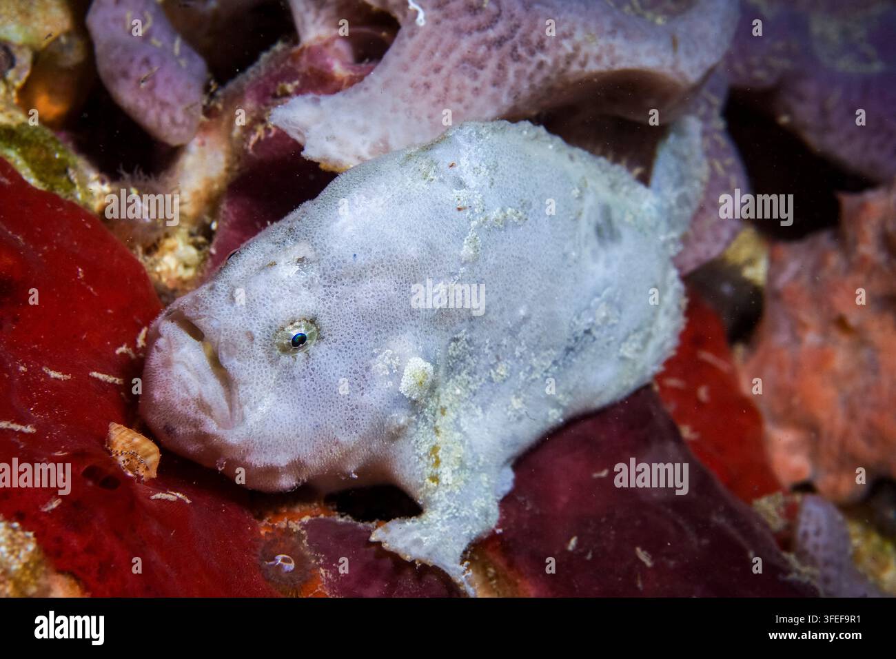 poisson grenouille tacheté, Antennatus coccineus, baie de Sogod, Southern Leyte, Philippines, mer de Mindanao, océan Pacifique Banque D'Images