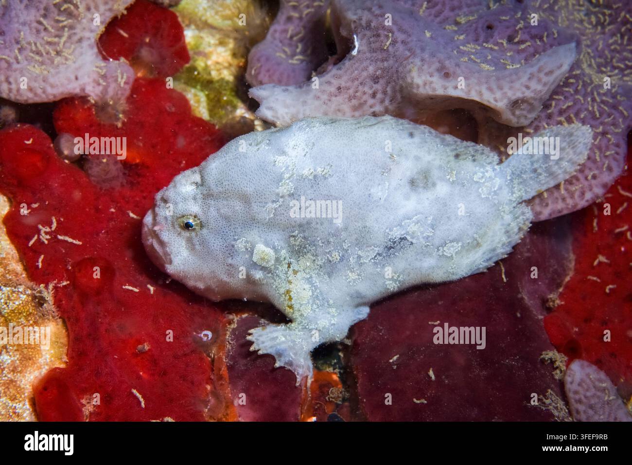 poisson grenouille tacheté, Antennatus coccineus, baie de Sogod, Southern Leyte, Philippines, mer de Mindanao, océan Pacifique Banque D'Images