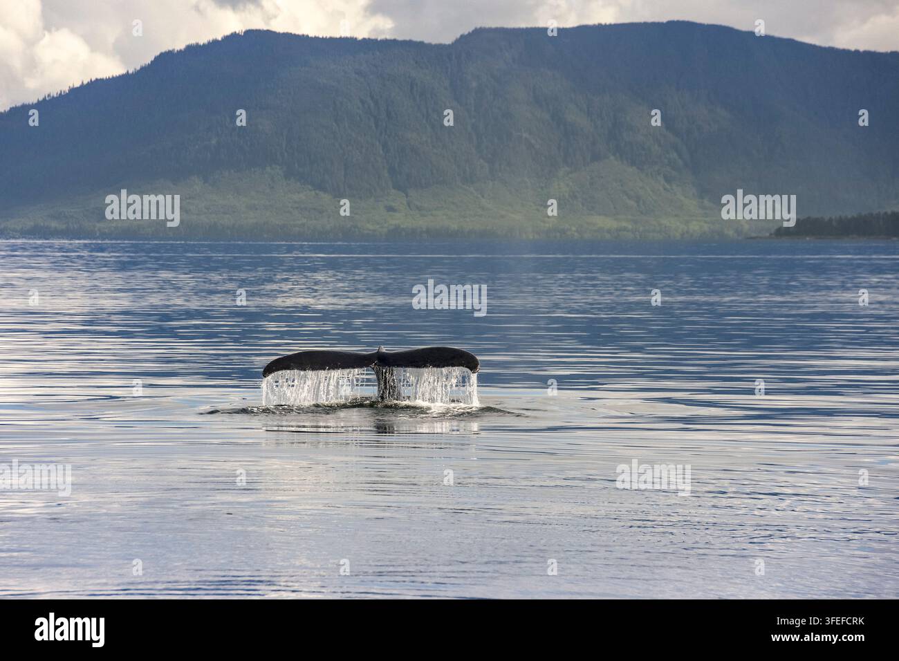 Baleine à bosse, Megaptera novaeangliae, nageoire vers le haut lors de la plongée, Alaska, États-Unis, océan Pacifique Banque D'Images