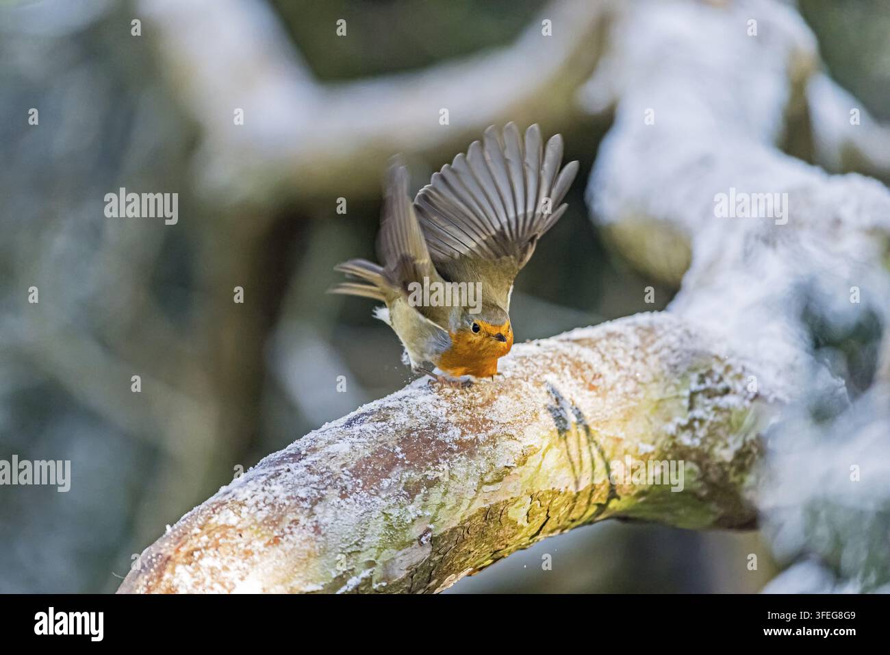 Robin Banque D'Images